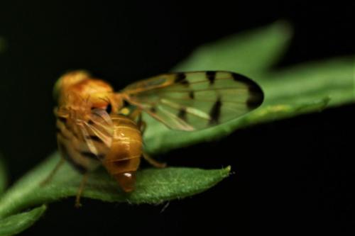Trypeta artemisiae